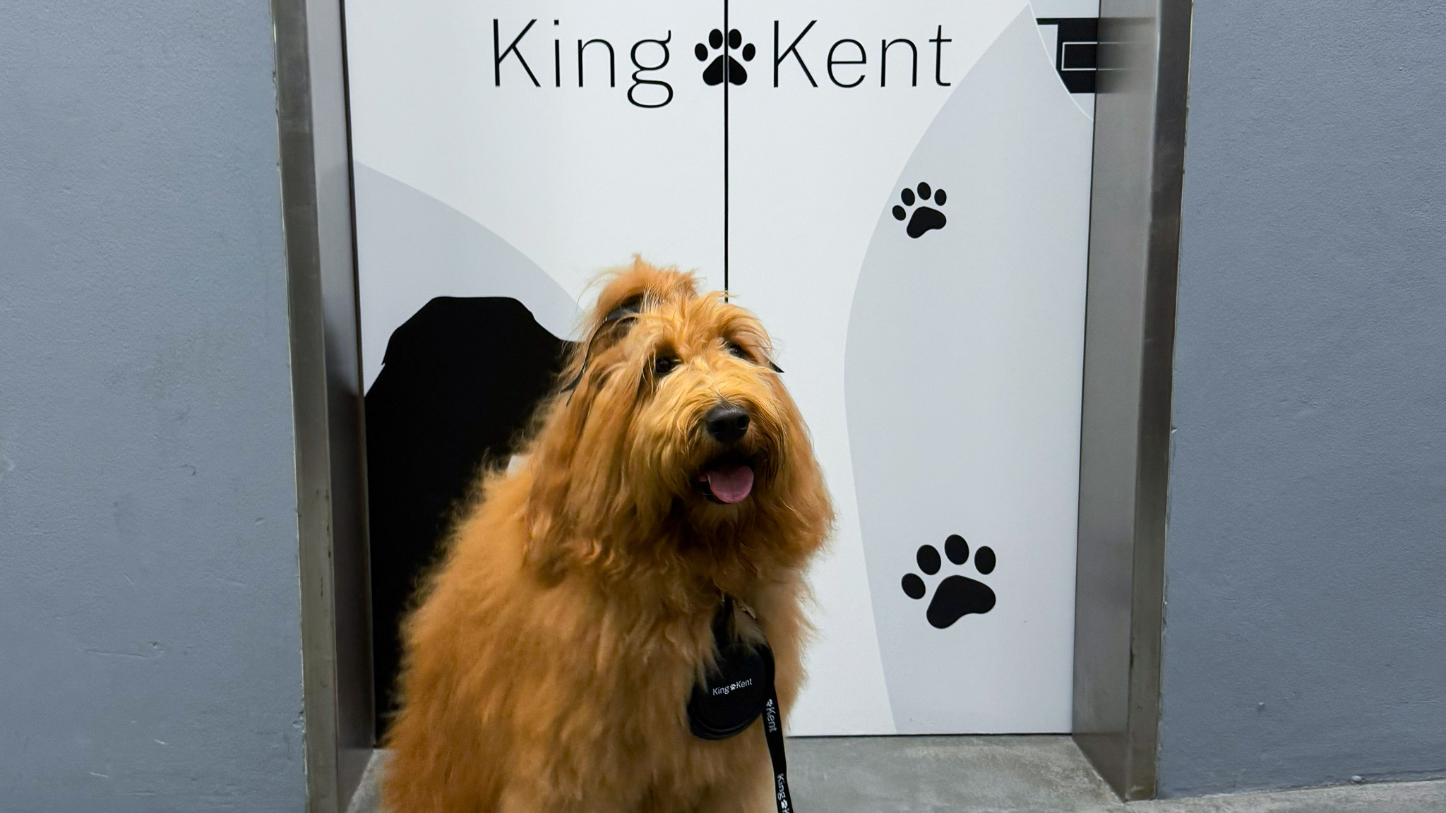 Is your dog welcome at work? King + Kent rolls out the pooch welcome mat