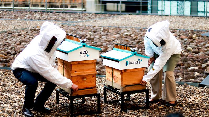 New beehives at 420 George Street, Sydney